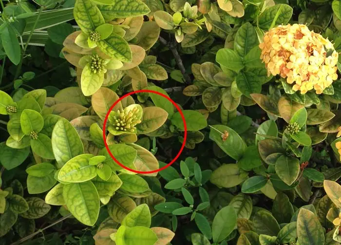 Hey what are those brown spots on Ixora leaves 1 Chlorotic Ixora