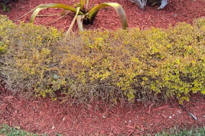 How to get rid of Whiteflies on Duranta 1 Duranta Gold Mound Dieback from pests and desiases