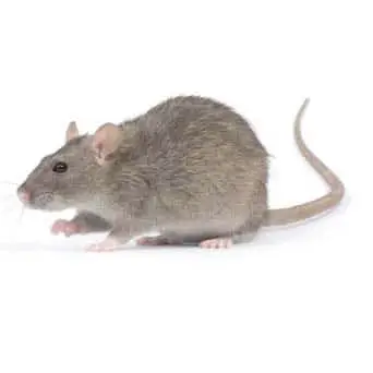 Rodent Control Miami 1 rodent control Miami