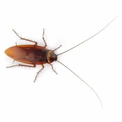 Eco Friendly Roach Control Miami Video 1 Roach Control Miami