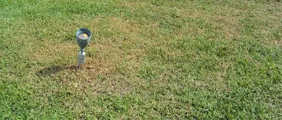 Lawn Pests Control Insecticides 1 lawn pests