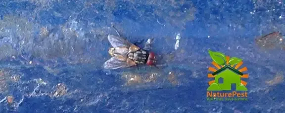 How Do I Get Rid Of Flies In My House 1 How Do I Get Rid Of Flies In My House