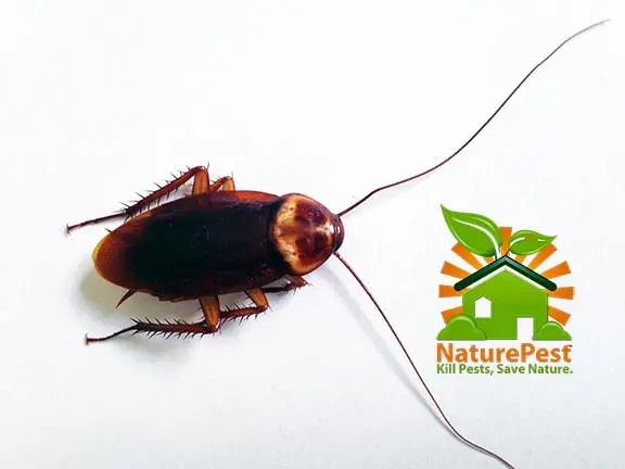 How To Get Rid Of American Cockroaches Naturally 1 How To Get Rid Of American Cockroaches Naturally