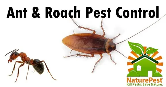What does an exterminator cost in Miami 1 exterminator cost