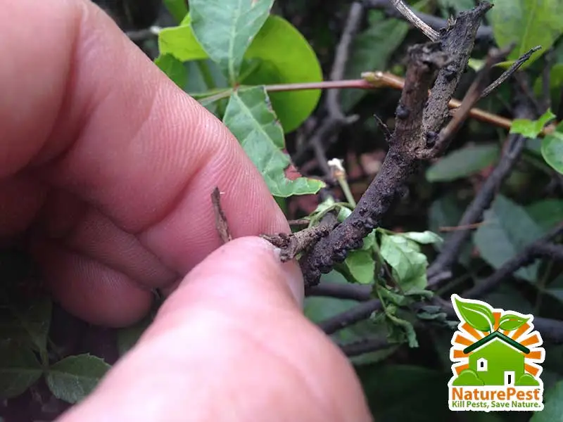 How to control insect pests on cocoplum plant 1 lobate lac scale
