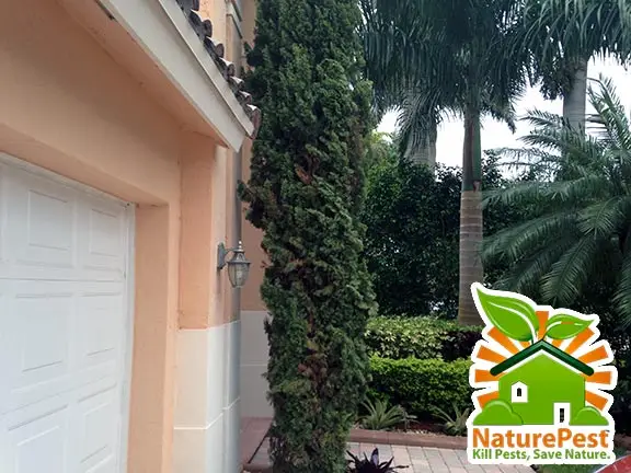 Italian Cypress Insect Pests and Diseases in South Florida 1 Italian Cypress Insect Pests and Diseases in South Florida
