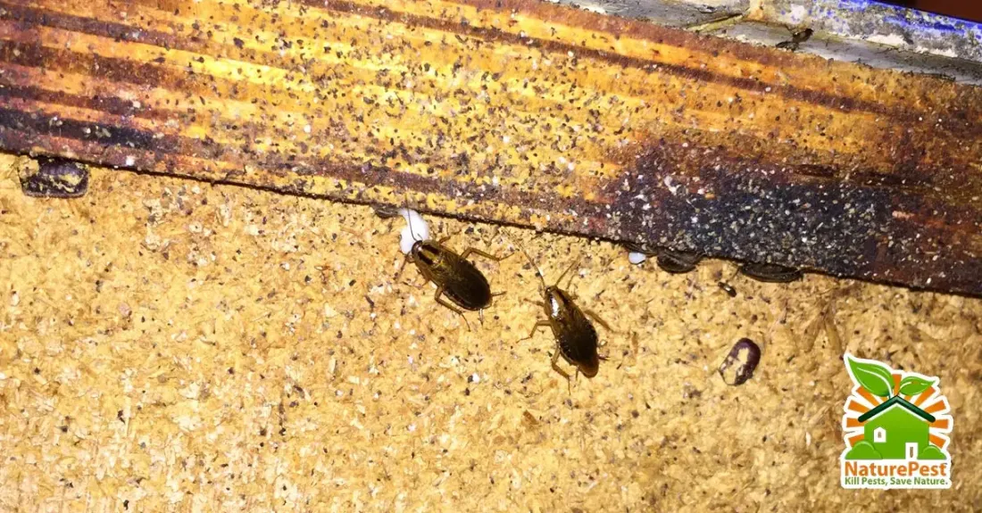 5 Myths about German cockroaches and their control. 1 5 Myths about German cockroaches and their control.