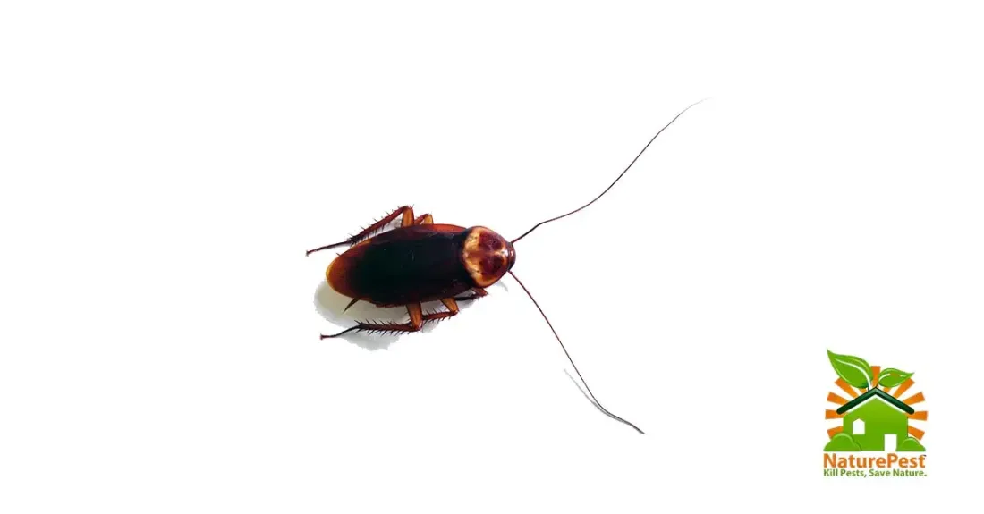 Affordable Large Roach Control 1 Affordable Large Roach Control
