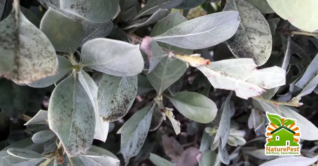 Silver Buttonwood Pests Black Sooty Mold Disease Control 1 Silver Buttonwood Pests Black Sooty Mold Disease Control