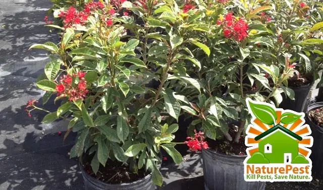The #1 landscaping secret for a beautiful garden 1 The #1 landscaping secret for a beautiful garden