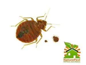 Non Toxic Complete Bed Bug Control Service 1 bed bug control