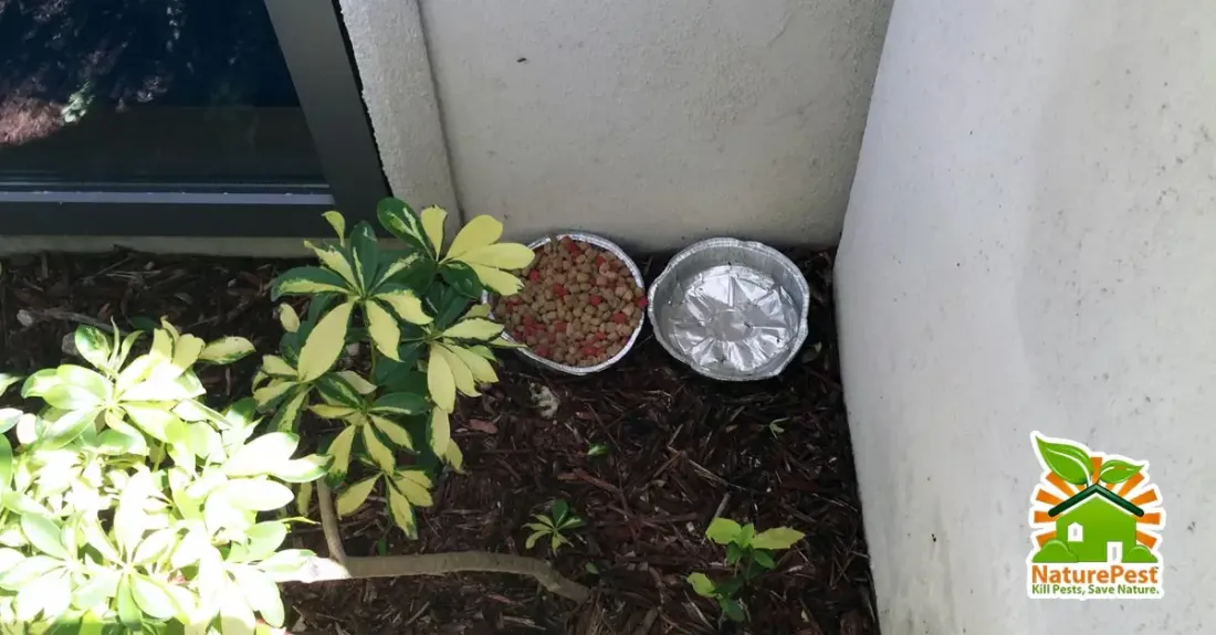 Leaving pet food causes rodent pest problems diseases 1 Leaving pet food causes rodent pest problems diseases