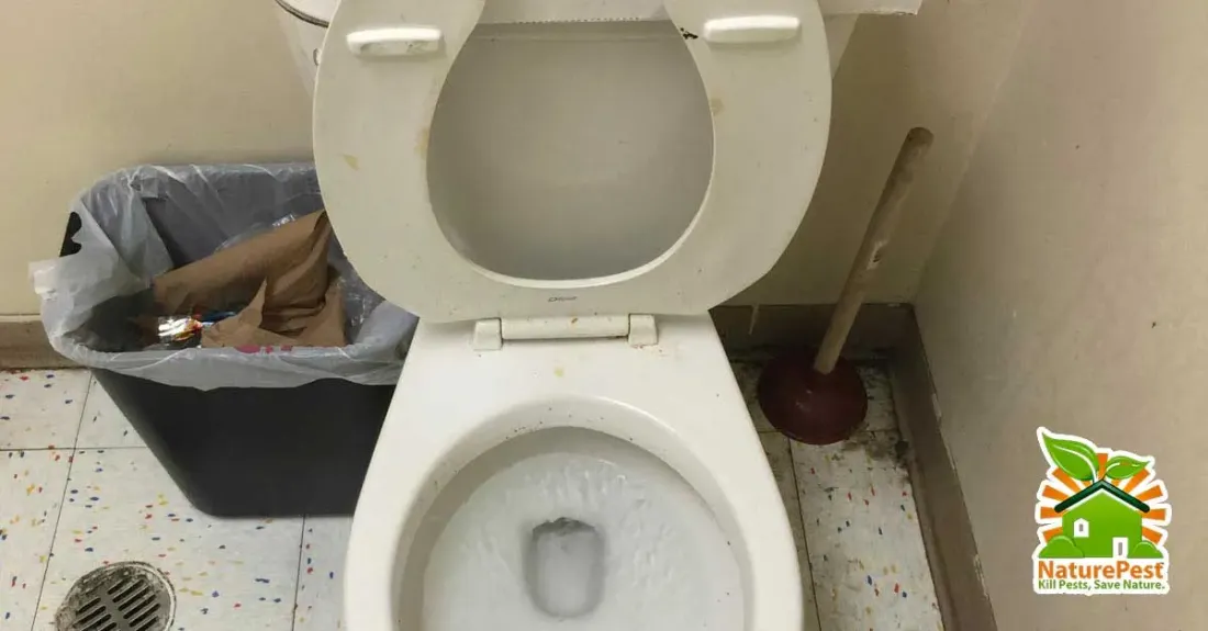 Dirty bathrooms are great for breeding pests and losing customers 1 dirty bathrooms are great for breeding pests and losing customers.