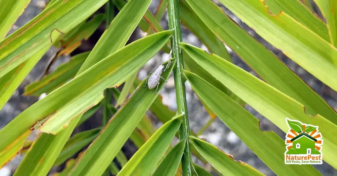 Sri Lankan Weevil Pest Control on Roebelenii Pygmy Date Palm 1 Sri Lankan Weevil Pest Control on Roebelenii Pygmy Date Palm