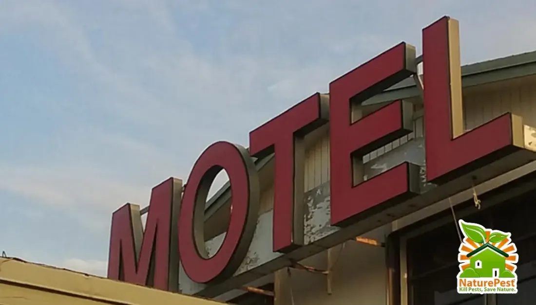 Stay in a cheep hotel and you could take home bed bugs 1 Stay in a cheep hotel and you could take home bed bugs