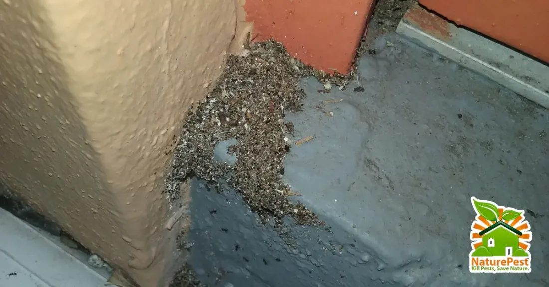 Big Headed Ant BHA Pervasive Nuisance Pest In South Florida 1 Big headed ant nest