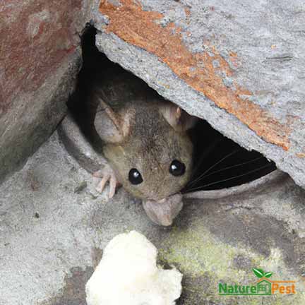 29 Diseases Spread by Rats to Humans Including Mice How To Prevent Them 1 Diseases Spread by Rats to Humans