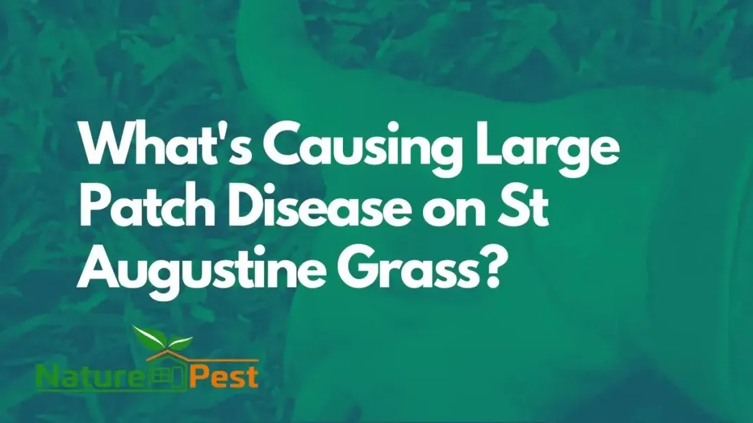 Unraveling the Mystery of Large Patch Disease and Over-Irrigation St. Augustine Lawn In South Florida 1 Large Patch Disease