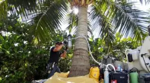 Trunk Injection for Insect and Mite Control for Palm Trees In South Florida 1 palm tree pest control